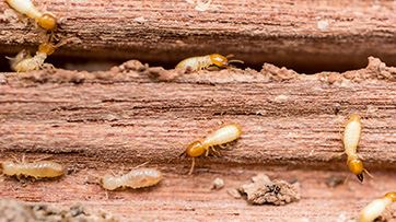 Termite Control