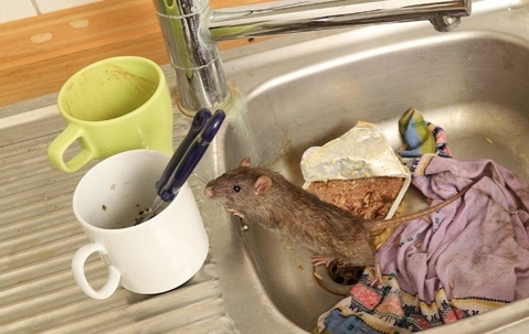 rodent in kitchen