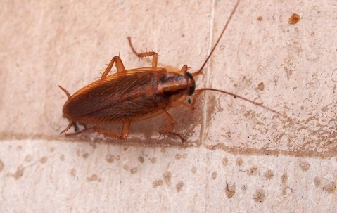 cockroach