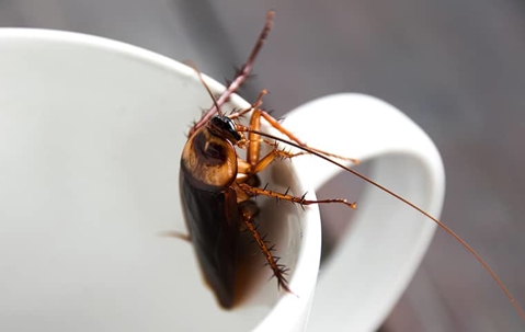 cockroach in cup