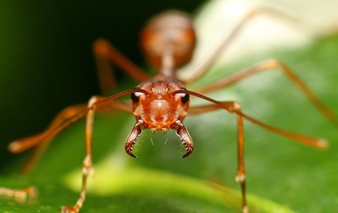 ant