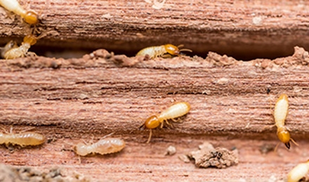 Termite Control