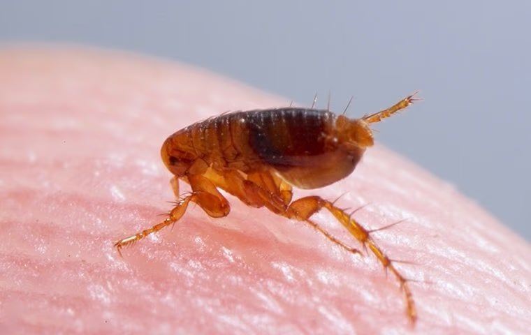 A Flea 