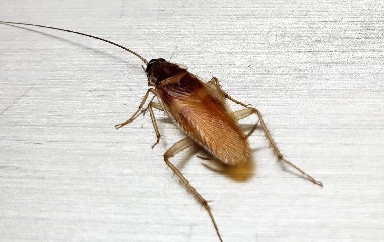 A cockroach